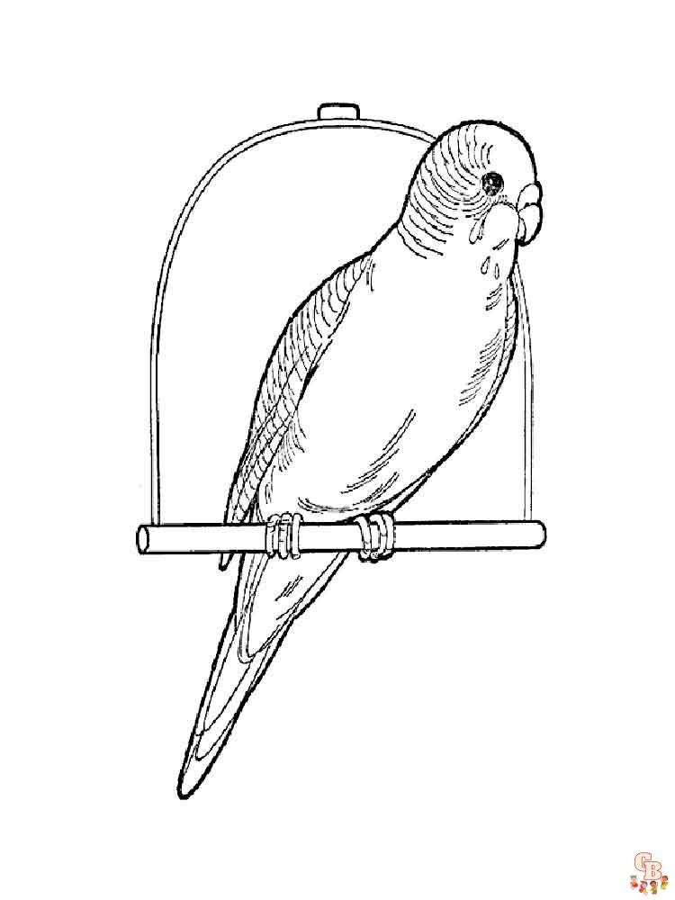 The best Parrot coloring pages 2023 15