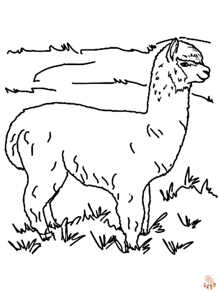 Alpaca Coloring Pages 11