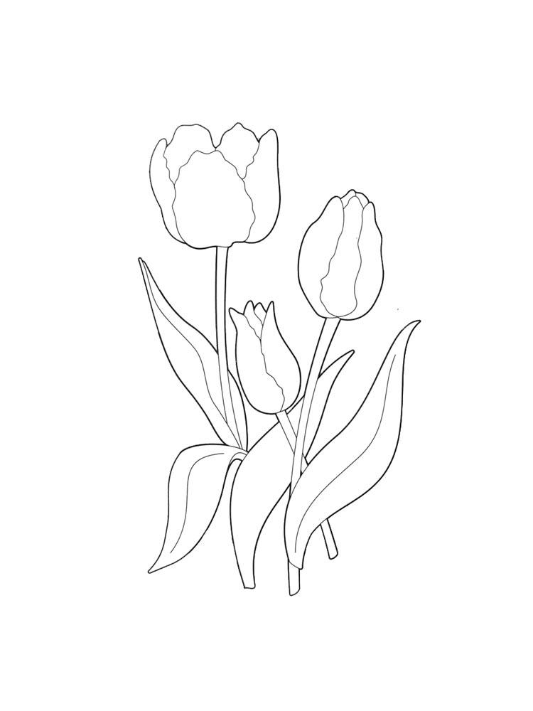 Tulip coloring pages 12