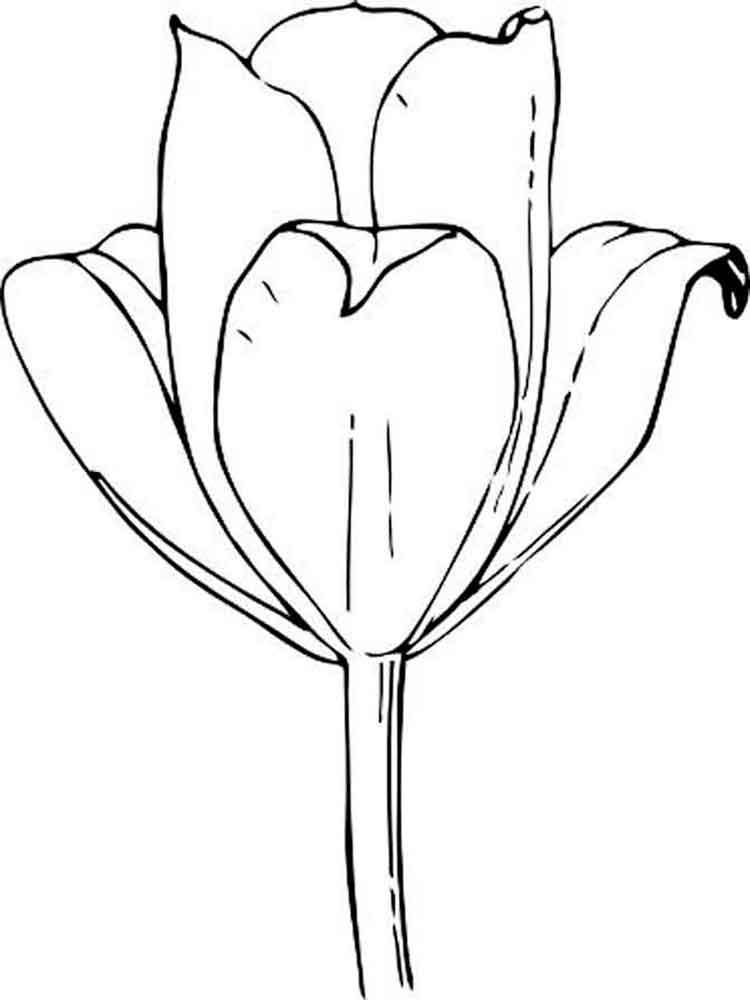 Tulip coloring pages 19