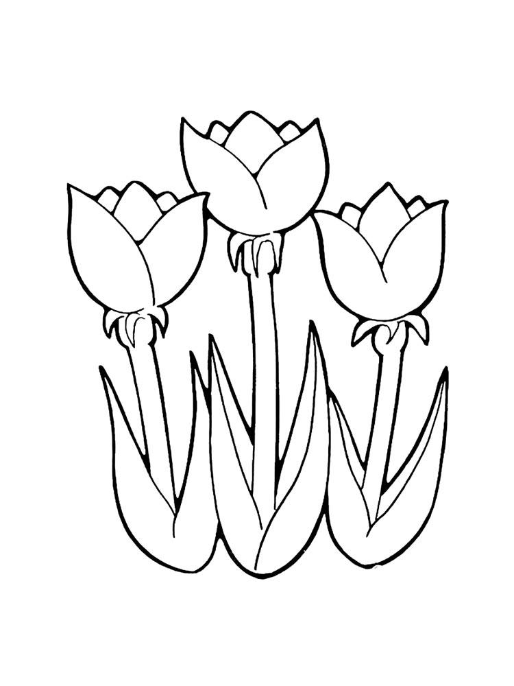 Tulip coloring pages 2