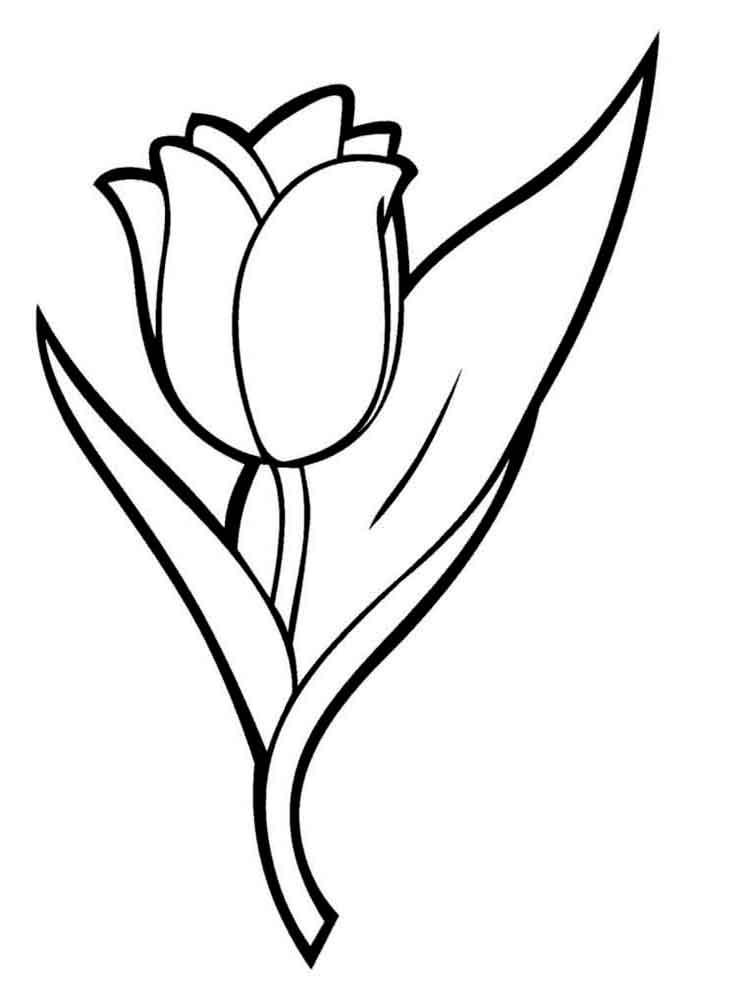 Tulip coloring pages 20