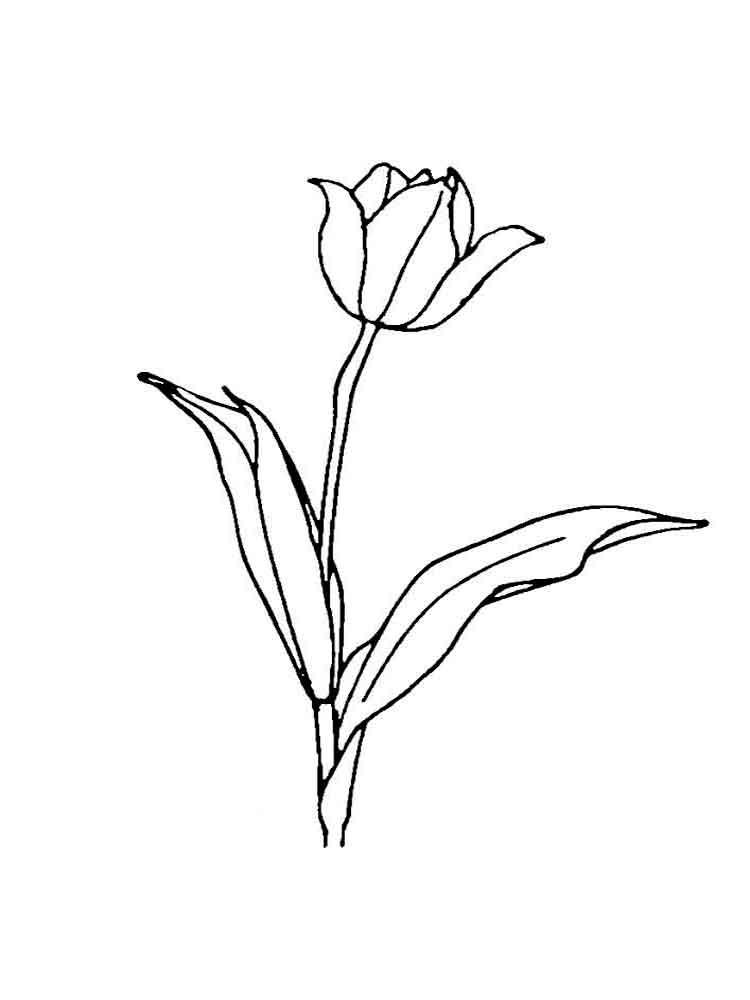 Tulip coloring pages 24