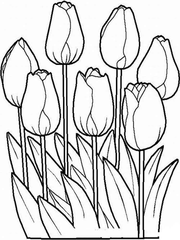 Tulip coloring pages 25