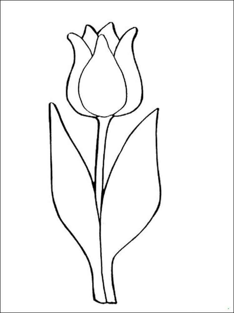 Tulip coloring pages 27