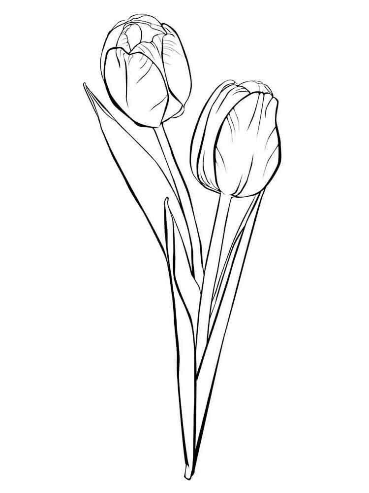 Tulip coloring pages 29