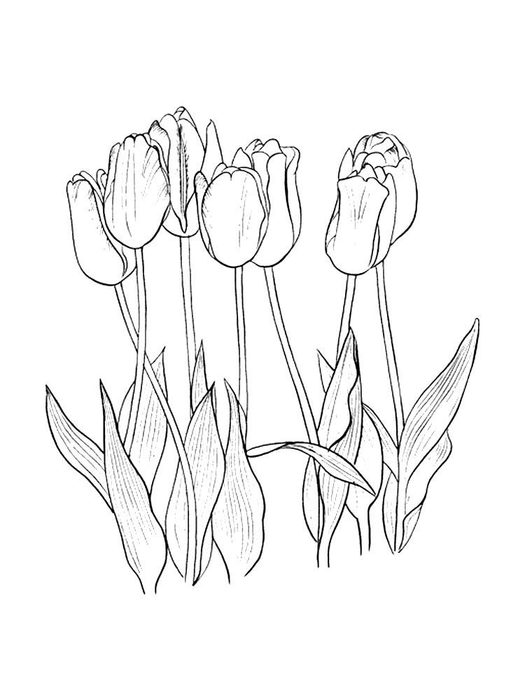 Tulip coloring pages 3