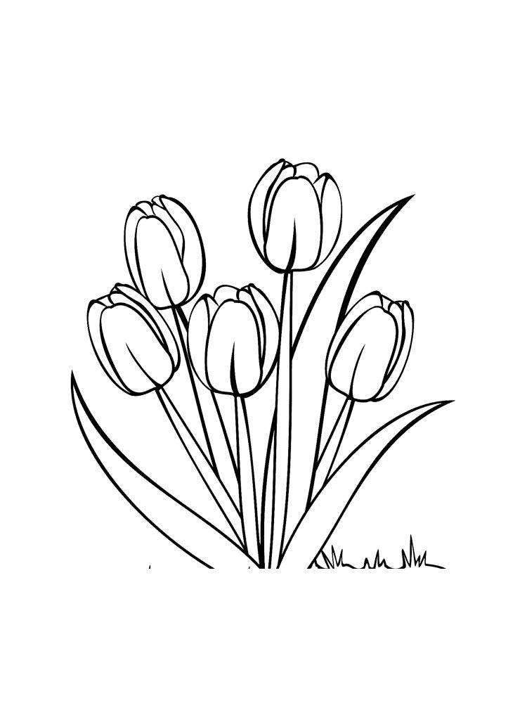 Tulip coloring pages 33