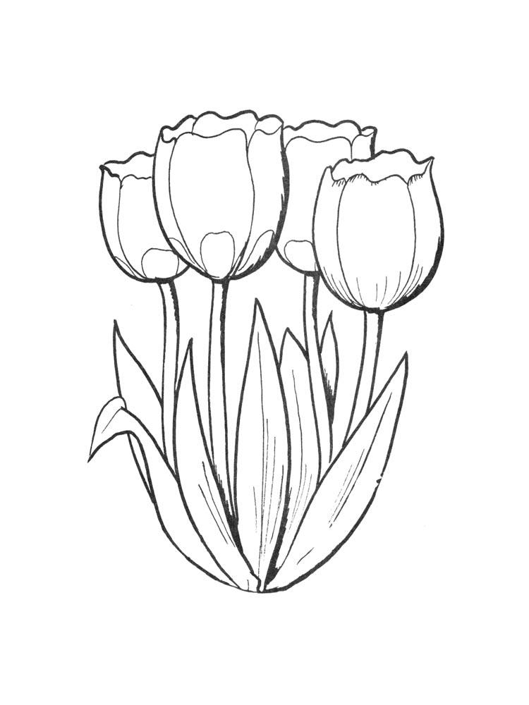 Tulip coloring pages 34