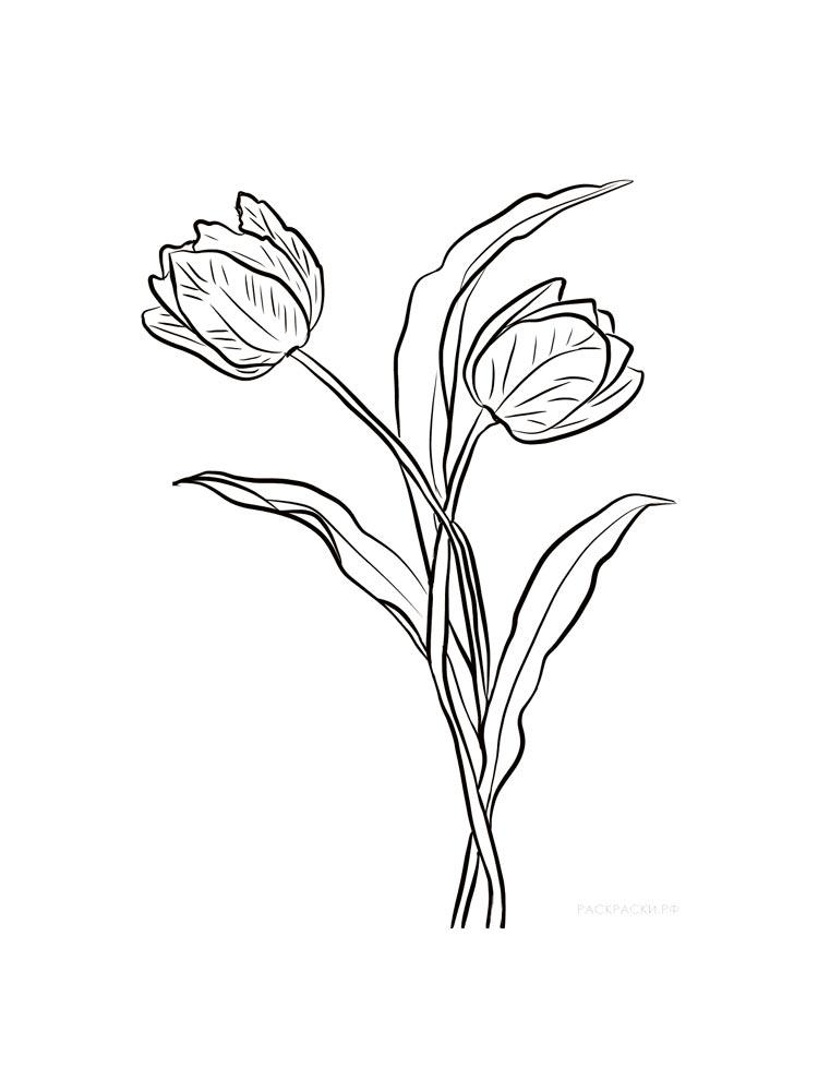 Tulip coloring pages 38