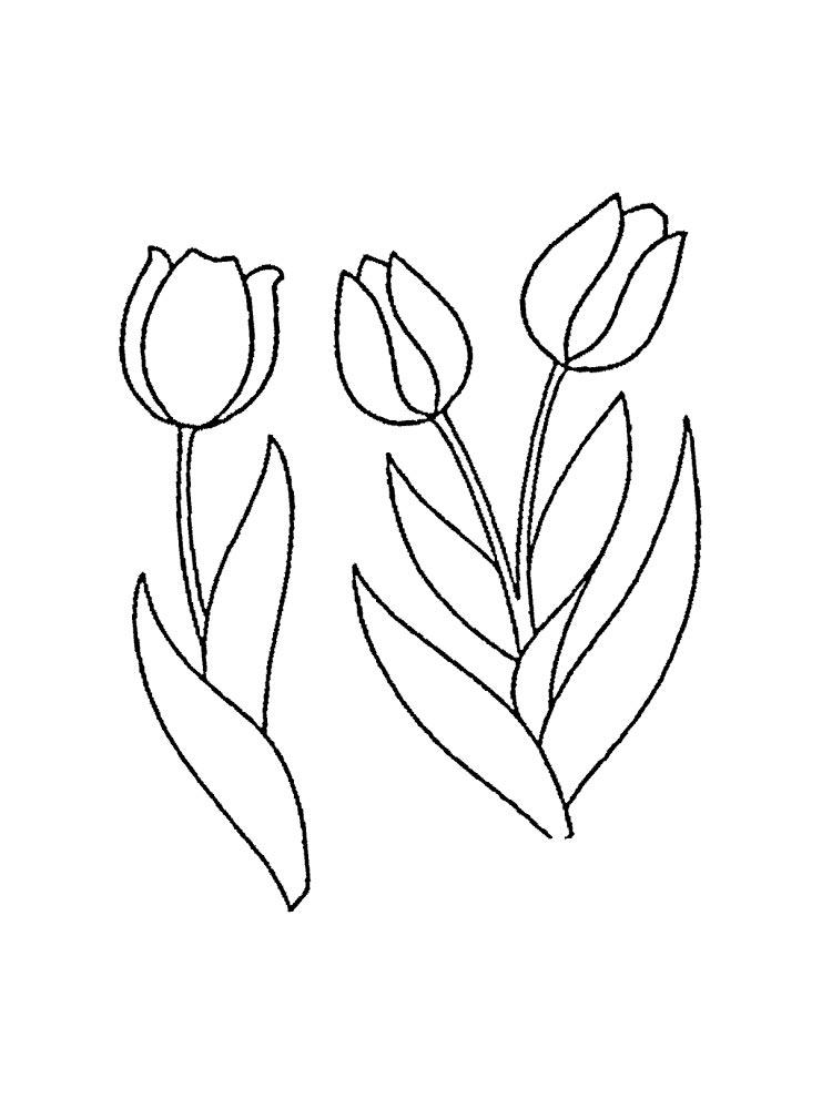 Tulip coloring pages 4