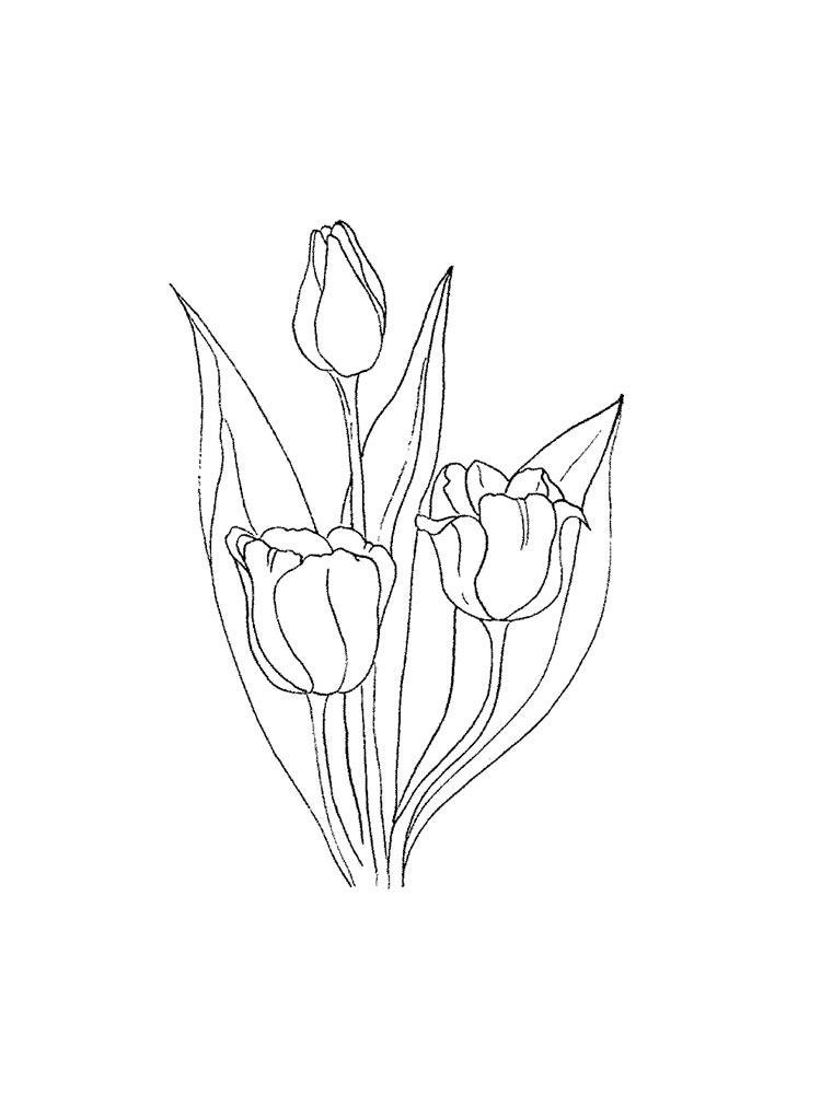 Tulip coloring pages 42