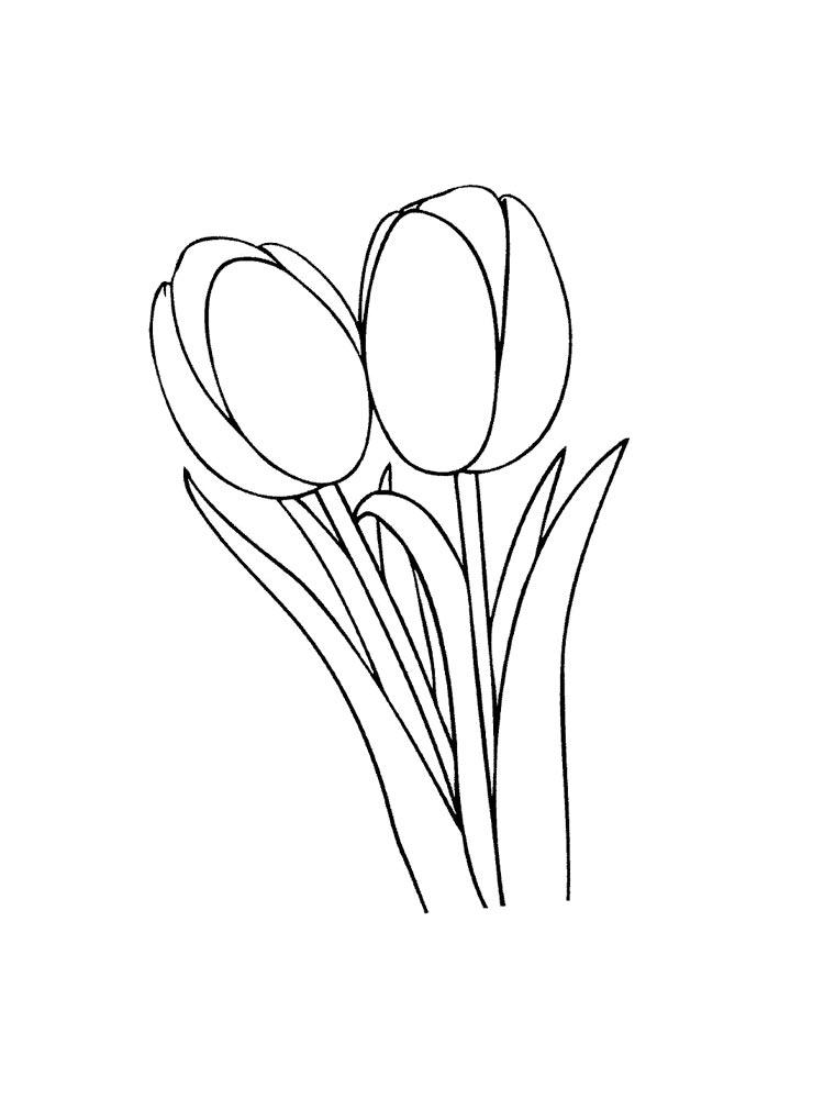 Tulip coloring pages 43