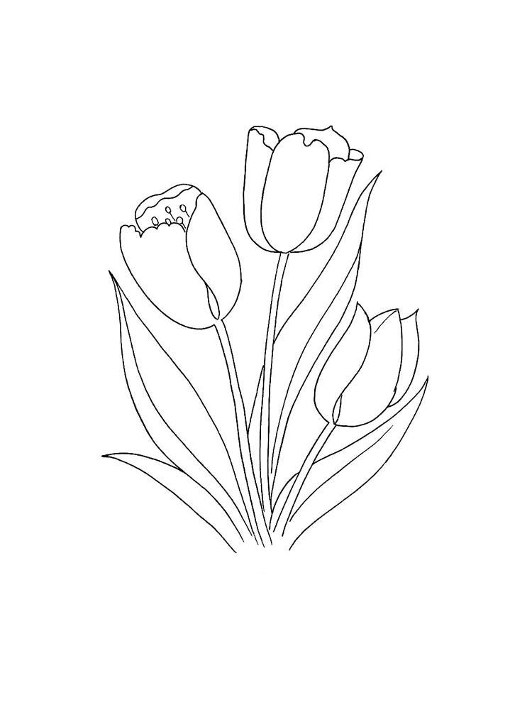 Tulip coloring pages 44