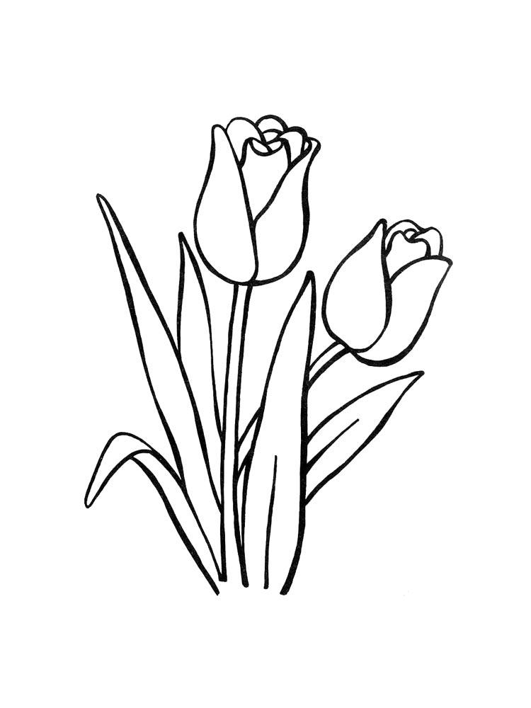 Tulip coloring pages 8