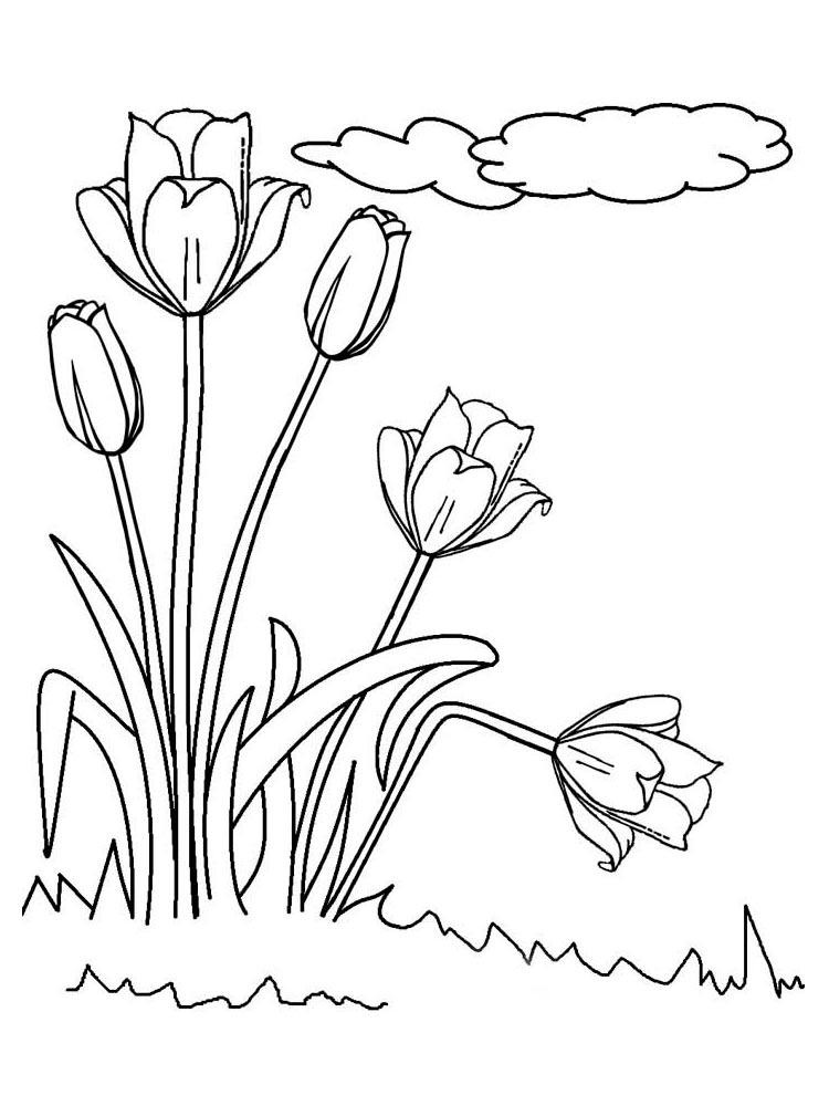 Tulip coloring pages 9