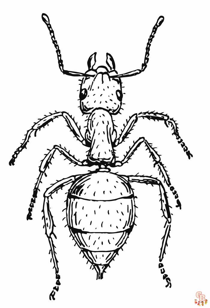 Ant Coloring Pages06