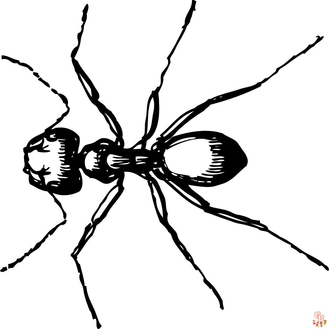 Ant Coloring Pages27