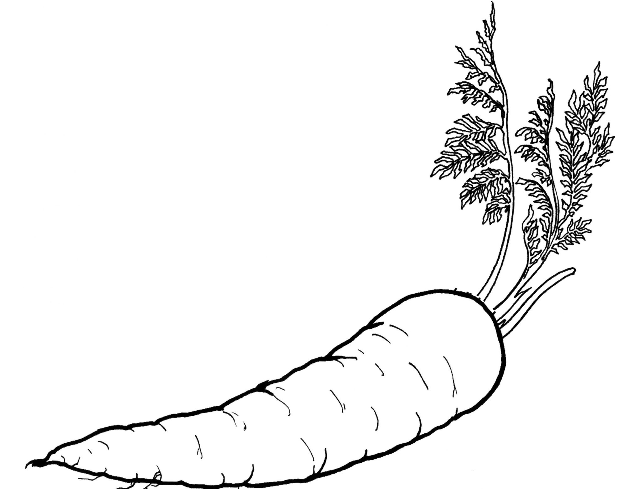 Free printable carrot coloring pages for kids gbcoloring