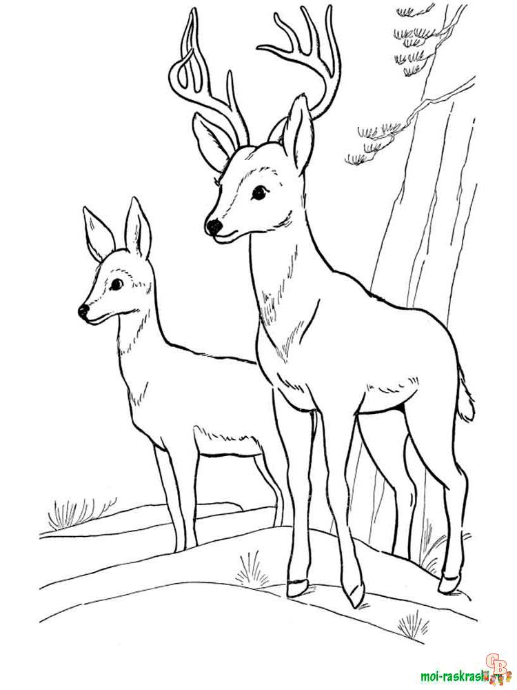 Wild Animal Coloring Pages 37