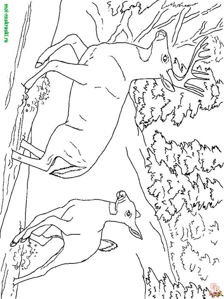 Wild Animal Coloring Pages 47