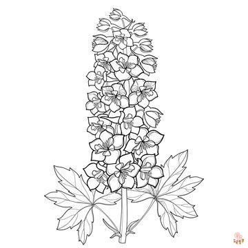 Delphinium Coloring Pages 1