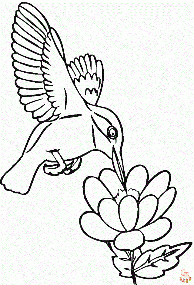 Free Hummingbird coloring pages for kids