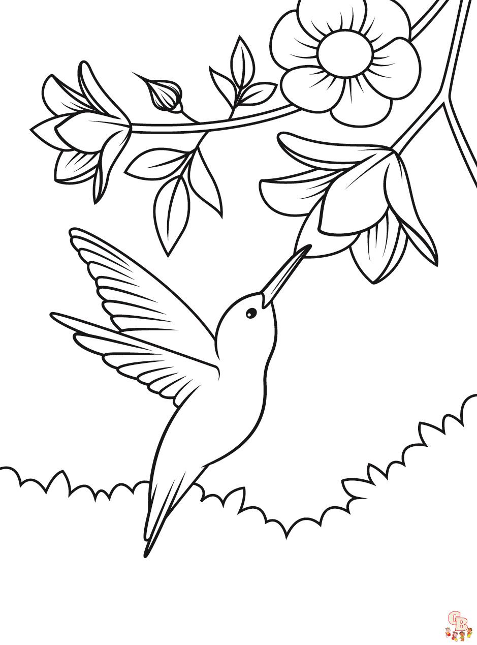 Hummingbird coloring pages 1