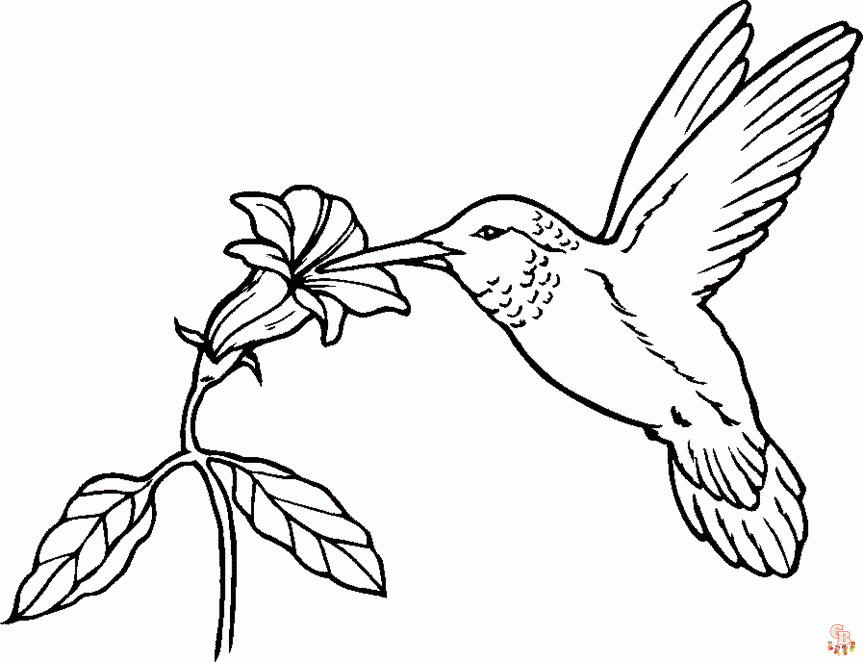 Hummingbird coloring pages free