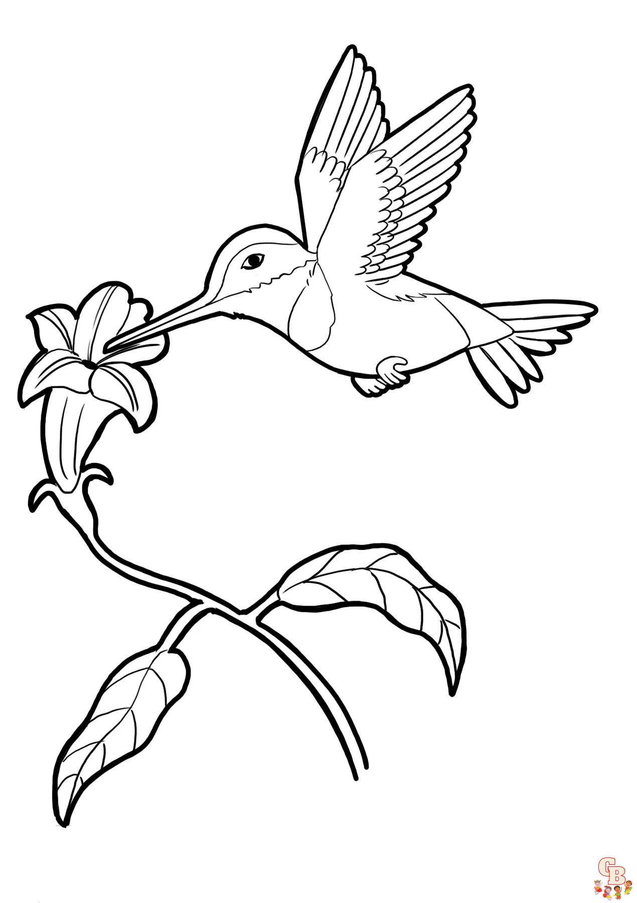 Hummingbird coloring pages printable