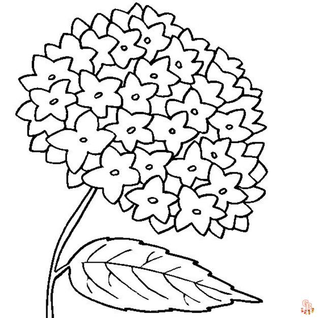 Hydrangea Coloring Pages1