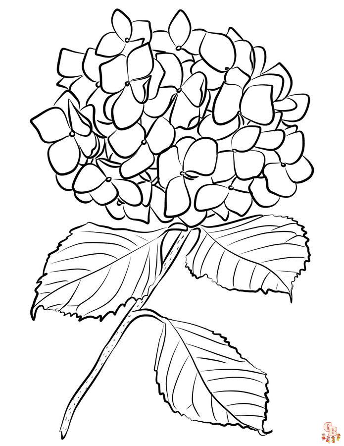 Hydrangea Coloring Pages2