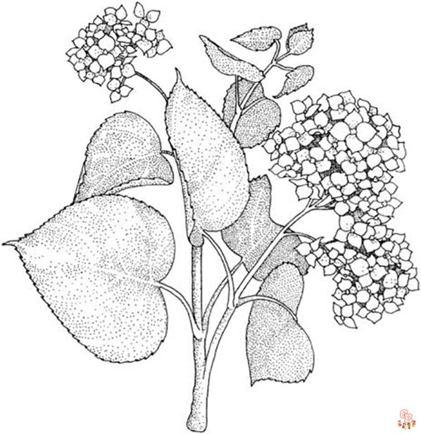 Hydrangea Coloring Pages3