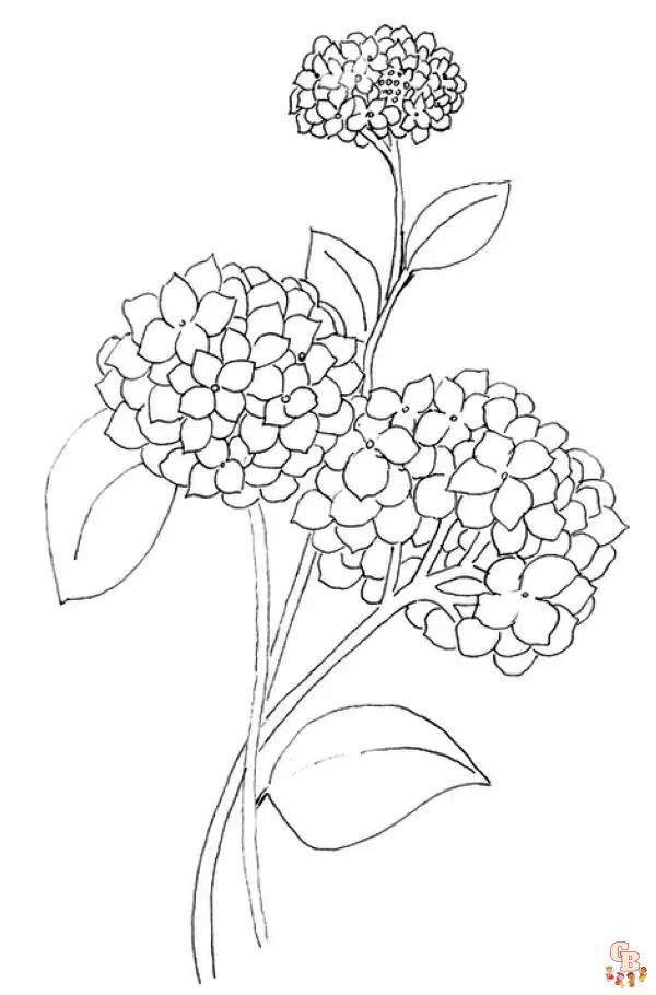 Hydrangea Coloring Pages4