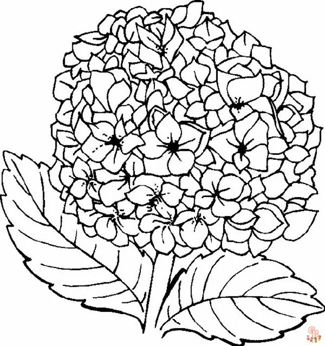 Hydrangea Coloring Pages5