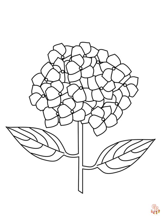 Hydrangea Coloring Pages6