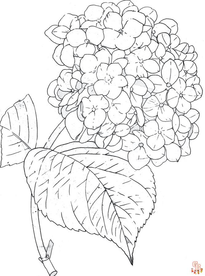 Hydrangea Coloring Pages8