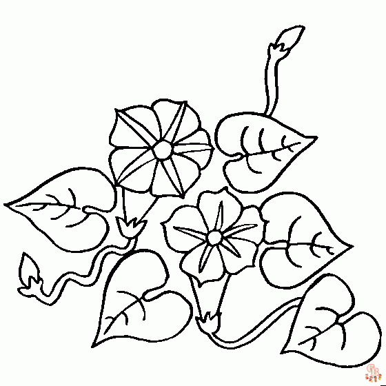 Morning Glory Coloring Pages 1