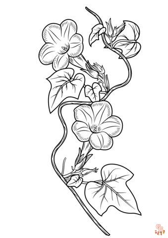 Morning Glory Coloring Pages 1