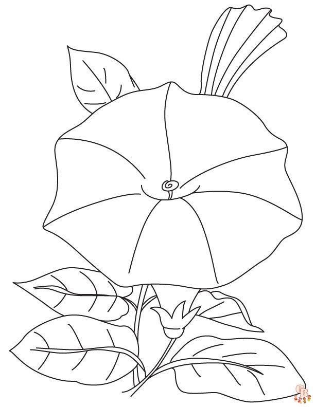 Morning Glory Coloring Pages 2