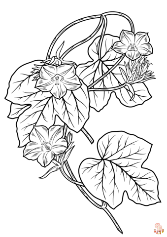 Morning Glory Coloring Pages 2