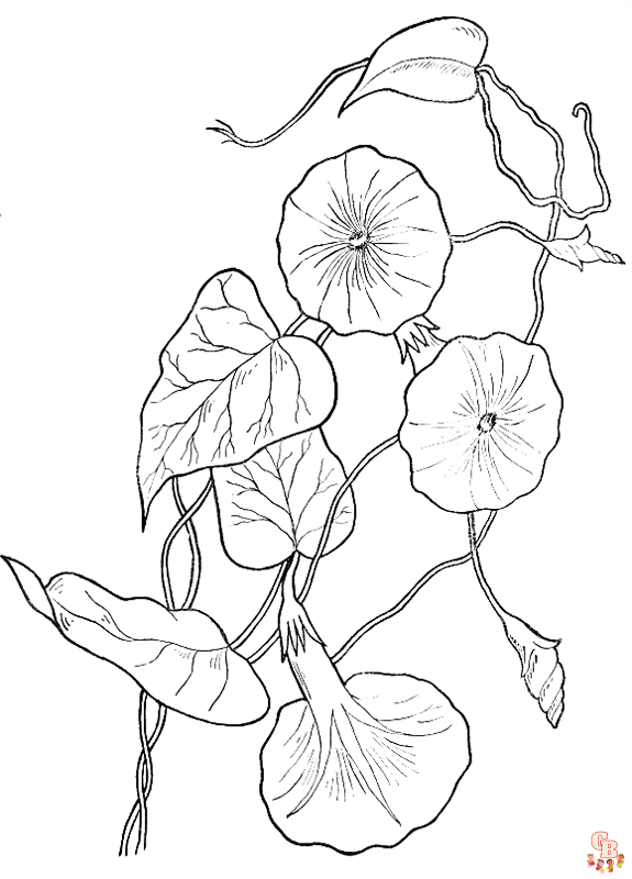 Morning Glory Coloring Pages 4