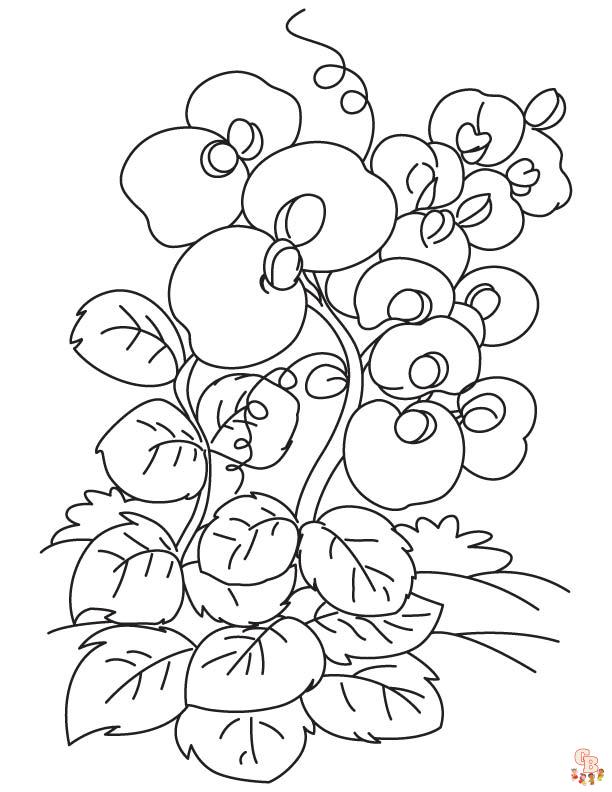 Sweet Pea Coloring Pages 6