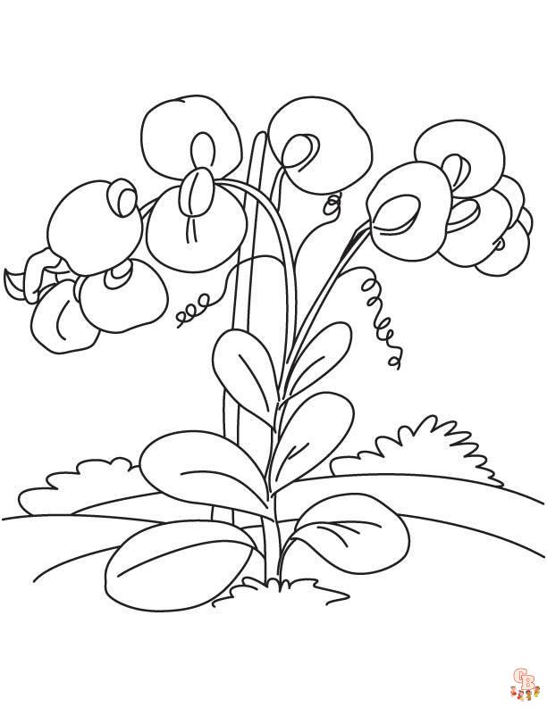 Sweet Pea Coloring Pages 7