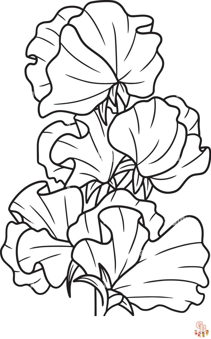 Sweet Pea Coloring Pages 8