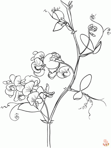 Sweet Pea Coloring Pages free 1