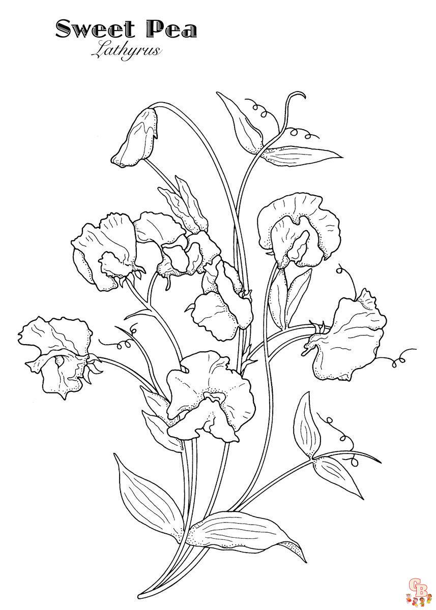 Sweet Pea Coloring Pages free 1