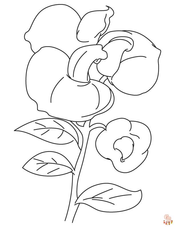 Sweet Pea Coloring Pages free 2