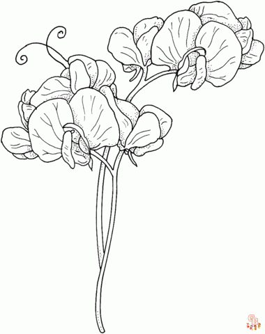 Sweet Pea Coloring Pages printable 1