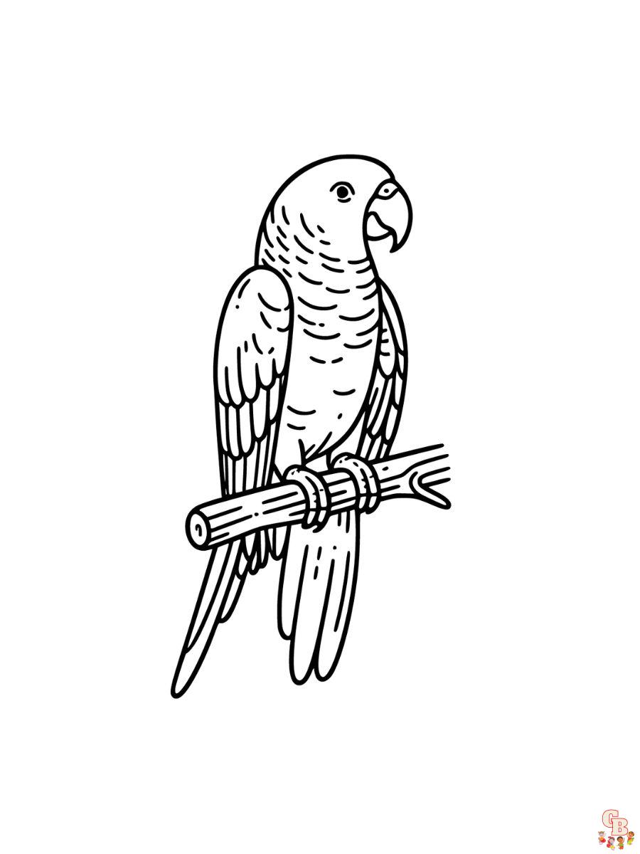 Amazon Parrots Coloring Pages for kids